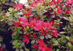 Azalea 'Girard's Renee Michelle'(Girard Hybrid) — photo 2